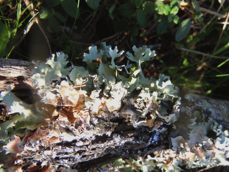 tra le dune di Porto Liscia ( Santa Teresa Gallura)